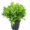 Bay Leaf Live Plant – Sweet Bay Tree Starter – 6-8 Inch Tall – 3 Inch Pot - Image 1