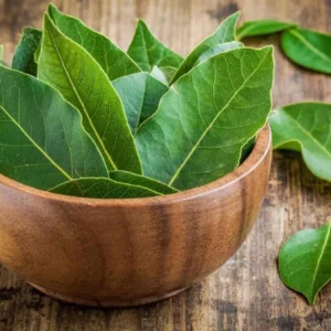 Bay Leaf Live Plant – Sweet Bay Tree Starter – 6-8 Inch Tall – 3 Inch Pot - Image 2