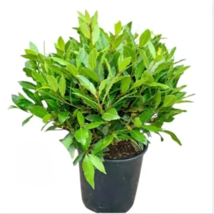 Bay Leaf Live Plant – Sweet Bay Tree Starter – 6-8 Inch Tall – 3 Inch Pot - Image 1