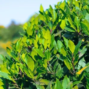 Bay Leaf Live Plant – Sweet Bay Tree Starter – 6-8 Inch Tall – 3 Inch Pot - Image 5