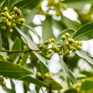 Bay Leaf Live Plant – Sweet Bay Tree Starter – 6-8 Inch Tall – 3 Inch Pot - Image 7