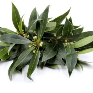 Bay Leaf Live Plant – Sweet Bay Tree Starter – 6-8 Inch Tall – 3 Inch Pot - Image 8