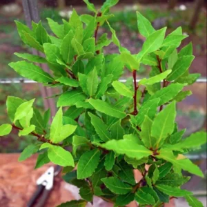 Bay Leaf Live Plant – Sweet Bay Tree Starter – 6-8 Inch Tall – 3 Inch Pot - Image 9