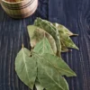 Bay Leaf Tree Live Plant 4-5 ft Tall - Culinary Herb, Outdoor - Image 1