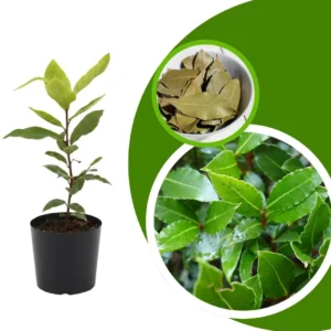 Bay Leaf Tree Live Plant - Laurus Nobilis Sweet Bay, 7-10 Inches Tall in 4 Inch Pot for Indoor/Outdoor - Image 2