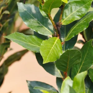 Bay Leaf Tree Live Plant - Laurus Nobilis Sweet Bay, 7-10 Inches Tall in 4 Inch Pot for Indoor/Outdoor - Image 1