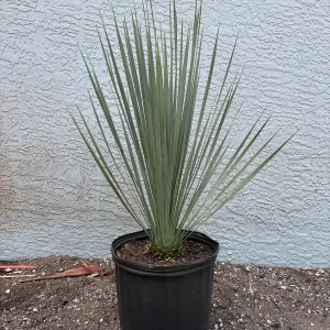 Beaked Yucca Rostrata Silver Select Live Plant - 3 Gallon Pot - Outdoor Exotic Blue Desert Yucca - Image 2
