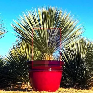 Beaked Yucca Rostrata Silver Select Live Plant - 3 Gallon Pot - Outdoor Exotic Blue Desert Yucca - Image 1