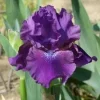 Bearded Iris Reblooming Bareroot Live Plant - Purple Flowers - 2 Count - Zone 3-9 - Image 1