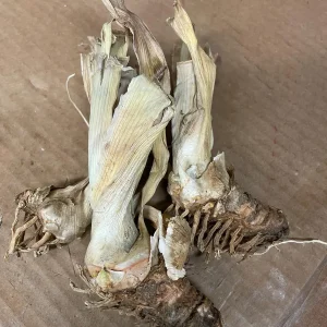 Bearded Iris Reblooming Bareroot Live Plant - Purple Flowers - 2 Count - Zone 3-9 - Image 2