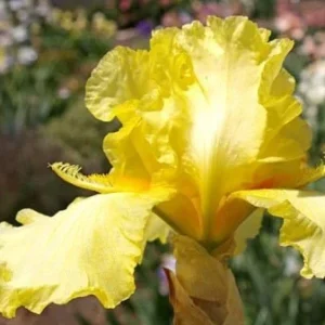 Bearded Iris Summer Olympics Live Plant - Ruffled Creamy Yellow 32-36in Tall - Image 2