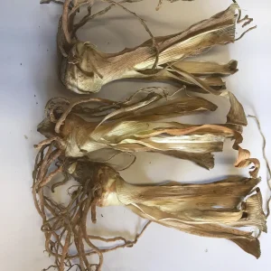 Bearded Iris Summer Olympics Live Plant - Ruffled Creamy Yellow 32-36in Tall - Image 3