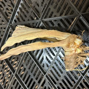 Bearded Iris Summer Olympics Live Plant - Ruffled Creamy Yellow 32-36in Tall - Image 5