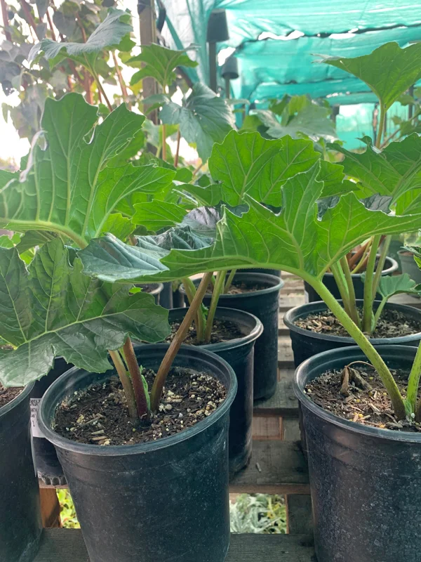 Bear's Breeches (Acanthus Mollis) Live Plant – 1 Foot Tall, 1 Gallon Pot - Image 2