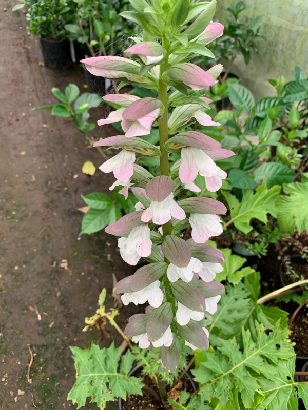 Bear's Breeches (Acanthus Mollis) Live Plant – 1 Foot Tall, 1 Gallon Pot - Image 3