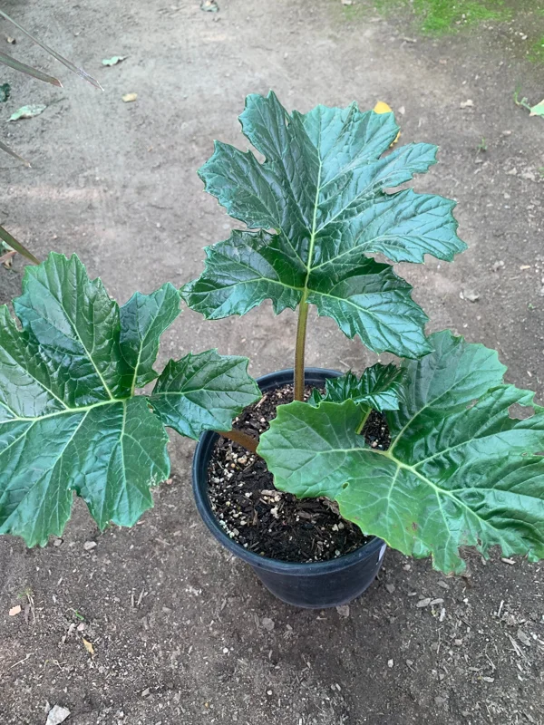 Bear's Breeches (Acanthus Mollis) Live Plant – 1 Foot Tall, 1 Gallon Pot - Image 1