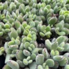 Bear's Paw Succulent Live Plant – Cotyledon Tomentosa – Potted 2 inch or 4 inch - Image 1