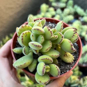 Bear's Paw Succulent Live Plant – Cotyledon Tomentosa – Potted 2 inch or 4 inch - Image 2
