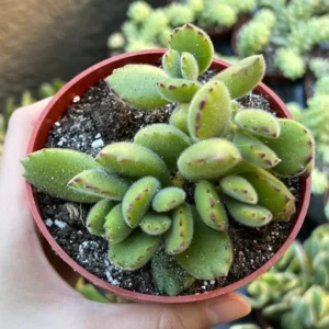 Bear's Paw Succulent Live Plant – Cotyledon Tomentosa – Potted 2 inch or 4 inch - Image 3