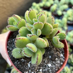 Bear's Paw Succulent Live Plant – Cotyledon Tomentosa – Potted 2 inch or 4 inch - Image 4