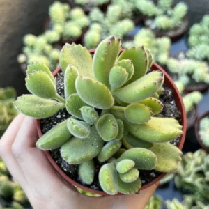 Bear's Paw Succulent Live Plant – Cotyledon Tomentosa – Potted 2 inch or 4 inch - Image 5