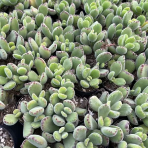 Bear's Paw Succulent Live Plant – Cotyledon Tomentosa – Potted 2 inch or 4 inch - Image 6