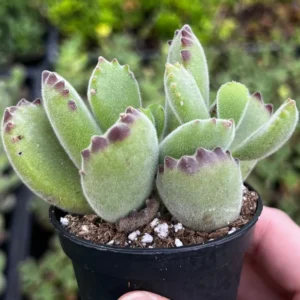 Bear's Paw Succulent Live Plant – Cotyledon Tomentosa – Potted 2 inch or 4 inch - Image 7
