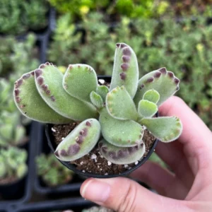 Bear's Paw Succulent Live Plant – Cotyledon Tomentosa – Potted 2 inch or 4 inch - Image 8