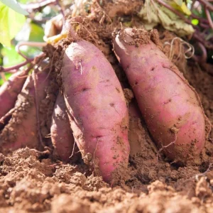 Beauregard Sweet Potato Live Plants – Set of 5 Rooted Slips – Easy Grow Vine – Ready to Plant - Image 2