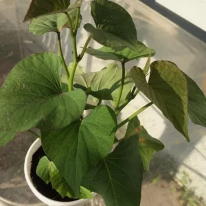 Beauregard Sweet Potato Live Plants – Set of 5 Rooted Slips – Easy Grow Vine – Ready to Plant - Image 4