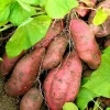 Beauregard Sweet Potato Live Plants – Set of 5 Rooted Slips – Easy Grow Vine – Ready to Plant - Image 1