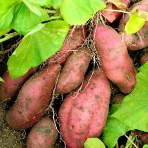 Beauregard Sweet Potato Live Plants – Set of 5 Rooted Slips – Easy Grow Vine – Ready to Plant - Image 1