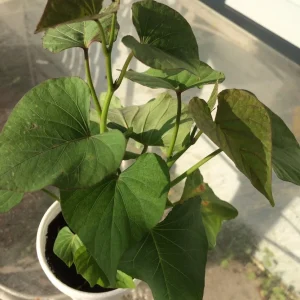 Beauregard Sweet Potato Plants - 5 Organic Live Slips for Growing Full Sun - Image 3