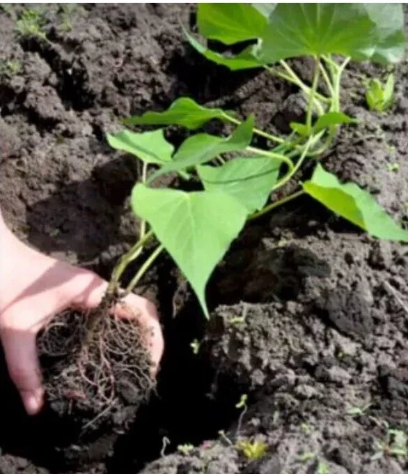 Beauregard Sweet Potato Plants - 5 Organic Slips, Orange Flesh, Full Sun - Image 5