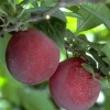 Beauty Plum Tree Live Plant - 3 Feet Tall, 3 Gallon Pot - Sweet & Tart Fruit - Image 1
