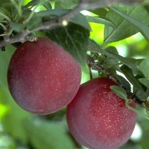 Beauty Plum Tree Live Plant - 3 Feet Tall, 3 Gallon Pot - Sweet & Tart Fruit - Image 1