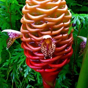 Beehive Ginger Rhizome Live Plant - Zingiber Spectabile Tropical Flower - Image 3