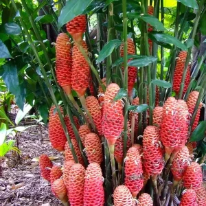 Beehive Ginger Rhizome Live Plant - Zingiber Spectabile Tropical Flower - Image 1