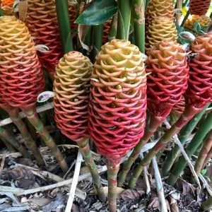 Beehive Ginger Rhizome Live Plant - Zingiber Spectabile Tropical Flower - Image 4