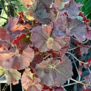 Begonia 'Angel Glow' Live Plant – 6 inch Pot – Vibrant Foliage Houseplant - Image 1