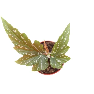 Begonia Angel Wing Live Plant – 4 inch Pot – Indoor Houseplant - Image 2
