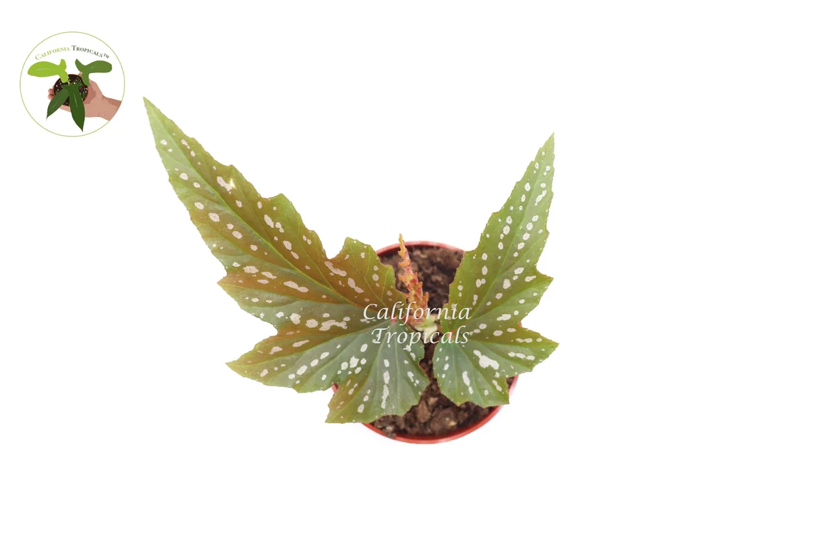 Begonia Angel Wing Live Plant – 4 inch Pot – Indoor Houseplant - Image 2