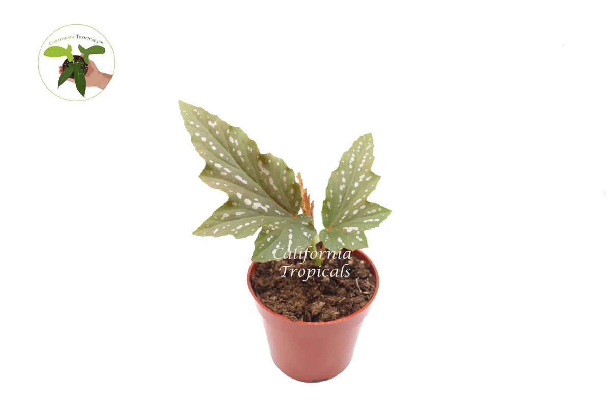 Begonia Angel Wing Live Plant – 4 inch Pot – Indoor Houseplant - Image 1