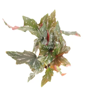 Begonia Angel Wing Live Plant – 6 inch Pot – Indoor Houseplant - Image 2