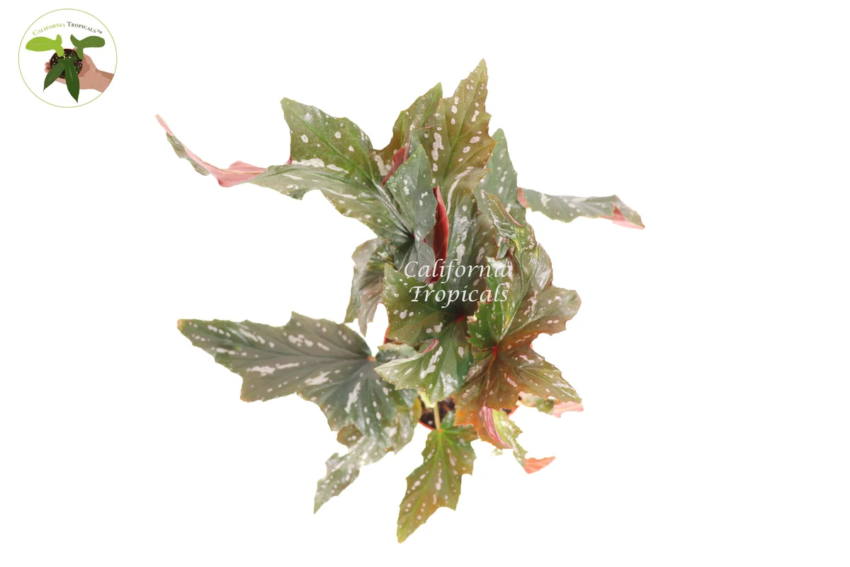 Begonia Angel Wing Live Plant – 6 inch Pot – Indoor Houseplant - Image 2