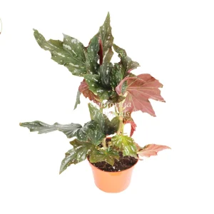 Begonia Angel Wing Live Plant – 6 inch Pot – Indoor Houseplant - Image 1