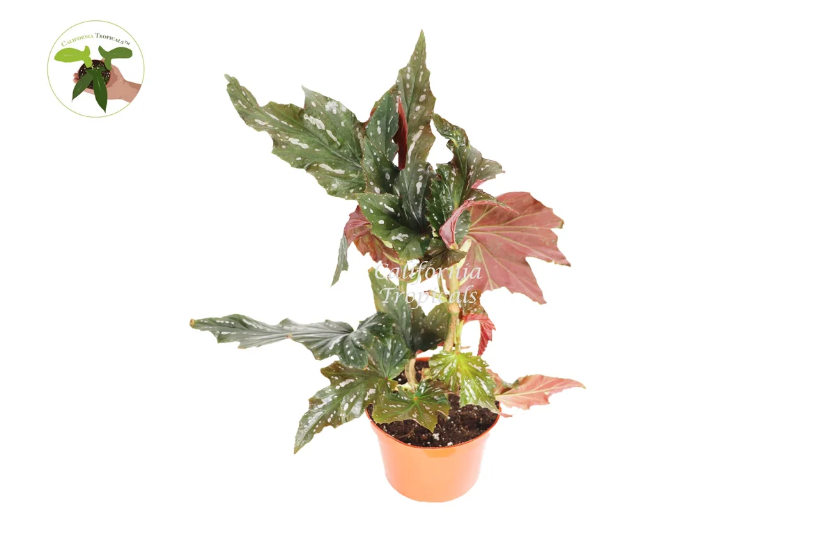 Begonia Angel Wing Live Plant – 6 inch Pot – Indoor Houseplant - Image 1