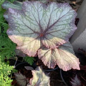 Begonia 'Del Rey Sunset' Live Plant – 6 inch Pot – Indoor/Outdoor - Image 3