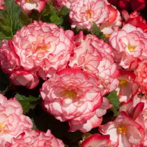 Begonia Glory Hot Tip Rose Seeds - 1000 Count Flower Seeds for Indoor & Outdoor - Image 2