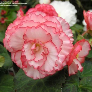 Begonia Glory Hot Tip Rose Seeds - 1000 Count Flower Seeds for Indoor & Outdoor - Image 3